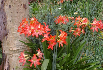 Hippeastrum bulbs in full bloom. Commonly known as Amarylis.
